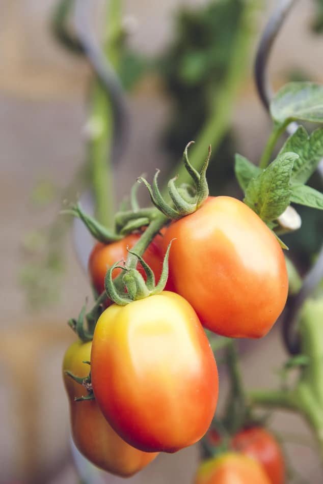 fresh Tomato